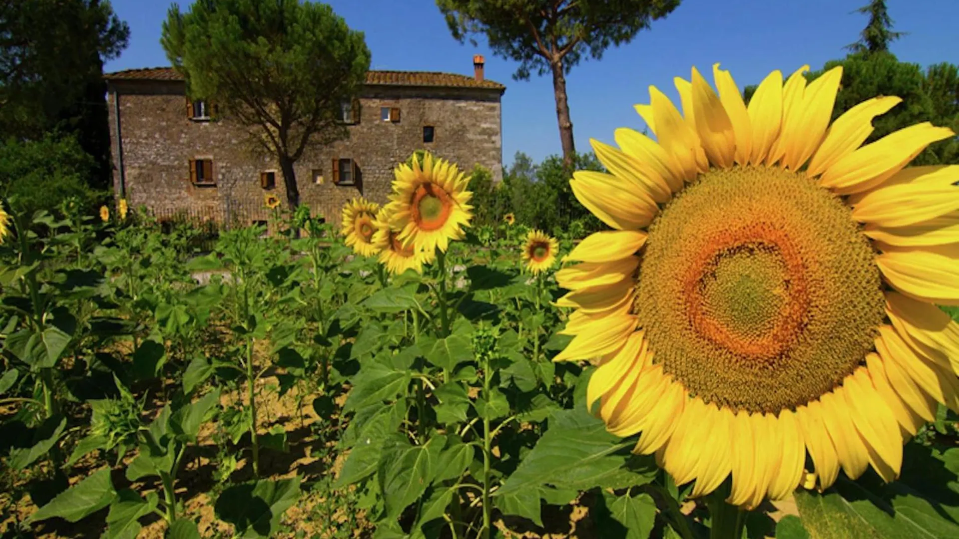 Chic Farmhouse In Asciano Italy With Swimming Pool 0*,